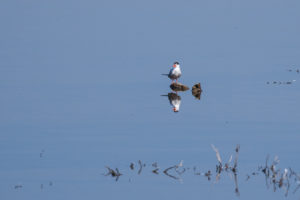 Common Tern (Sterna hirundo)