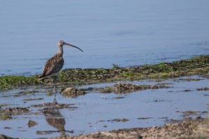 Eurasian Curlew (Numenius arquata)