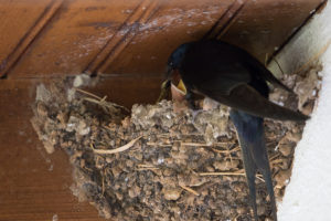 Barn Swallow (Hirundo rustica)