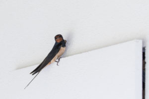 Barn Swallow (Hirundo rustica)