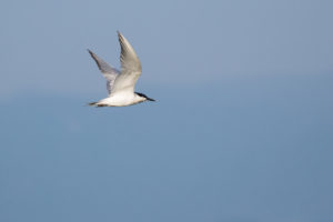 Gull-billed Tern (Gelochelidon nilotica)