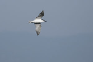 Gull-billed Tern (Gelochelidon nilotica)