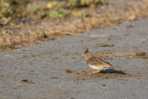 Crested Lark (Galerida cristata)