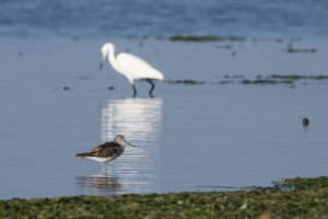 Common Greenshank (Tringa nebularia)