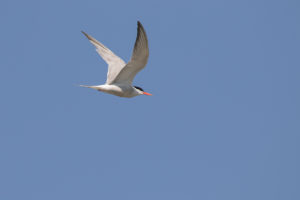 Common Tern (Sterna hirundo)