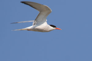 Common Tern (Sterna hirundo)