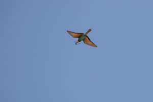 European Bee-eater (Merops apiaster)