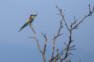 European Bee-eater (Merops apiaster)