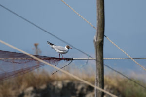 Black-headed Gull (Chroicocephalus ridibundus)