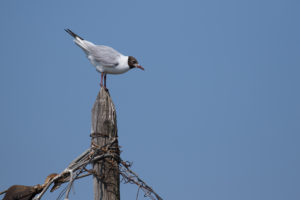 Black-headed Gull (Chroicocephalus ridibundus)