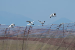 Black-headed Gull (Chroicocephalus ridibundus)