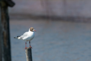 Black-headed Gull (Chroicocephalus ridibundus)