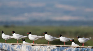 Mediterranean Gull (Ichthyaetus melanocephalus)