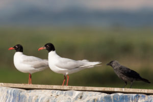 Mediterranean Gull (Ichthyaetus melanocephalus)