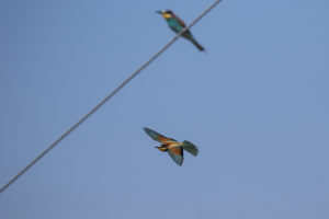 European Bee-eater (Merops apiaster)