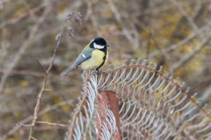 Great Tit (Parus major)