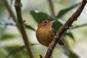 Brown-capped Babbler (Pellorneum fuscocapillus)