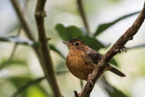 Brown-capped Babbler (Pellorneum fuscocapillus)