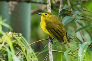 Yellow-browed Bulbul (Iole indica)