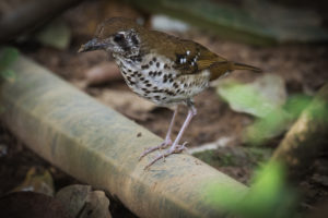 Spot-winged Thrush (Geokichla spiloptera)