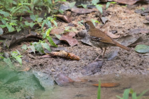 Spot-winged Thrush (Geokichla spiloptera)