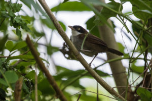 Dark-fronted Babbler (Rhopocichla atriceps)