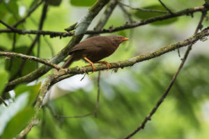 Orange-billed Babbler (Turdoides rufescens)