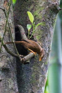 Orange-billed Babbler (Turdoides rufescens)