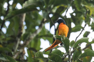 Orange Minivet (Pericrocotus flammeus)