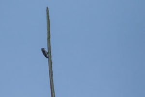 Brown-capped Woodpecker (Yungipicus nanus)