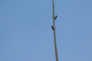 Brown-capped Woodpecker (Yungipicus nanus)