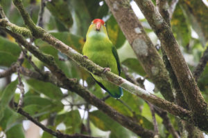 Sri Lanka Hanging-Parrot (Loriculus beryllinus)