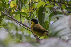 Black-capped Bulbul (Rubigula melanicterus)