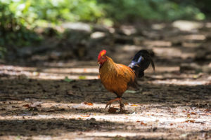 Sri Lanka Junglefowl (Gallus lafayettii)