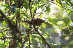 Ashy-headed Laughingthrush (Garrulax cinereifrons)