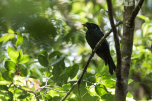 Sri Lanka Drongo (Dicrurus lophorinus)