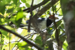 Red-faced Malkoha (Phaenicophaeus pyrrhocephalus)