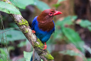 Sri Lanka Blue-Magpie (Urocissa ornata)