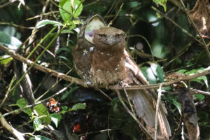 Sri Lanka Frogmouth (Batrachostomus moniliger)