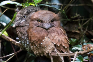 Sri Lanka Frogmouth (Batrachostomus moniliger)