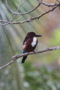 White-throated Kingfisher (Halcyon smyrnensis)