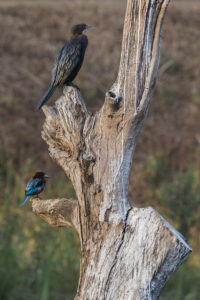 Little Cormorant (Microcarbo niger)