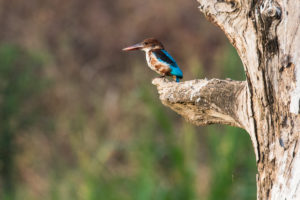 White-throated Kingfisher (Halcyon smyrnensis)