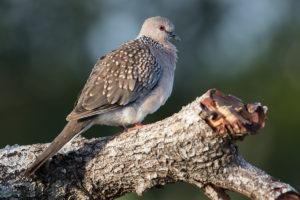 Spotted Dove (Streptopelia chinensis)