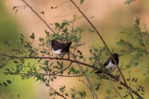 White-rumped Munia (Lonchura striata)