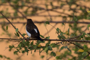 White-rumped Munia (Lonchura striata)