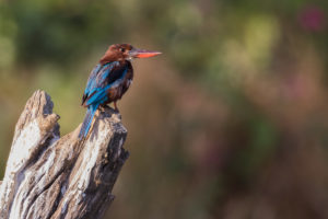 White-throated Kingfisher (Halcyon smyrnensis)