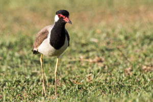 Red-wattled Lapwing (Vanellus indicus)