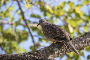 Spotted Dove (Streptopelia chinensis)