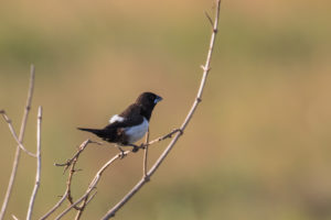 White-rumped Munia (Lonchura striata)